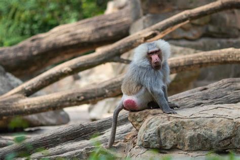 cul de singe rouge|Le singe cul rouge : découvrez cette espèce méconnue